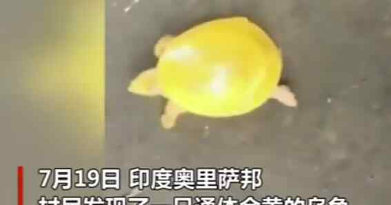 印度渔民发现金色乌龟 为什么会有金色乌龟