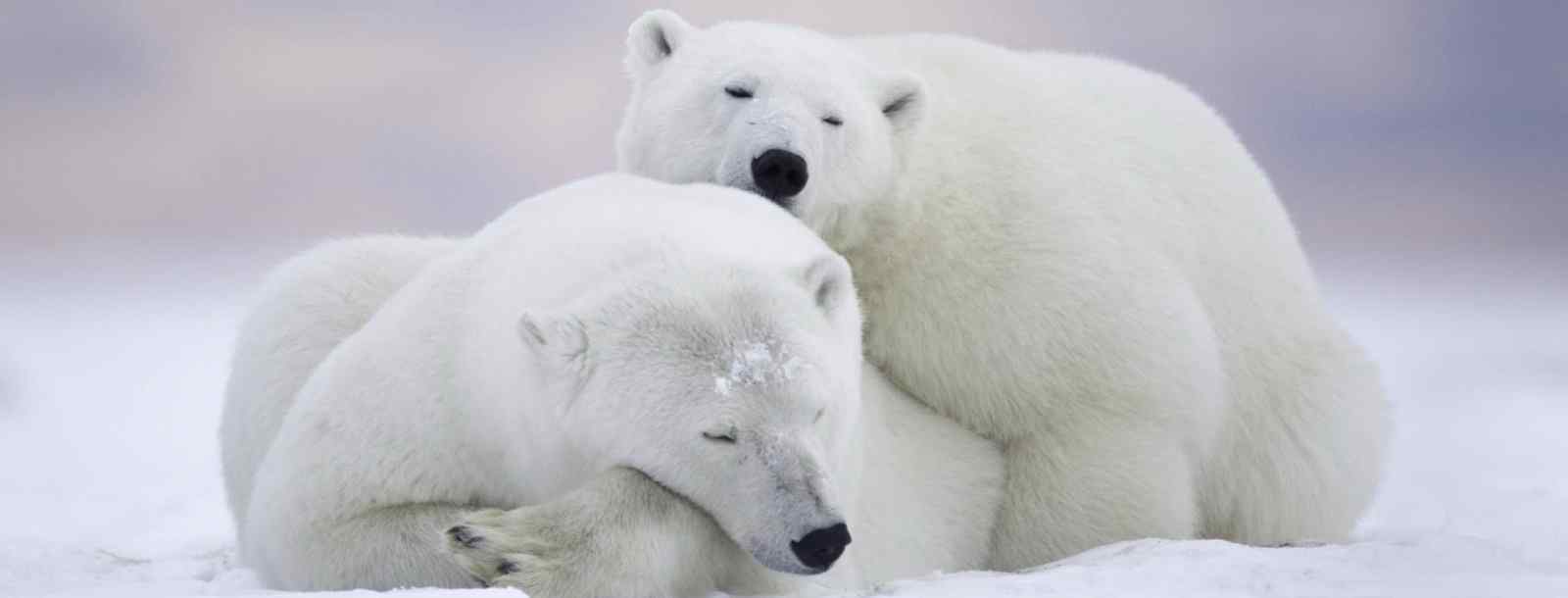 北极熊冬眠吗