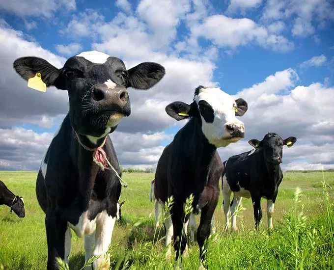 高产奶牛 【畜牧养殖】高产奶牛长啥样？