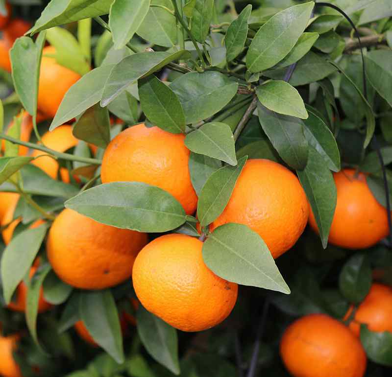 柑桔 柑桔与柑橘之间有什么不一样？