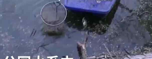 郑州高温致公园大量鱼死亡  什么原因