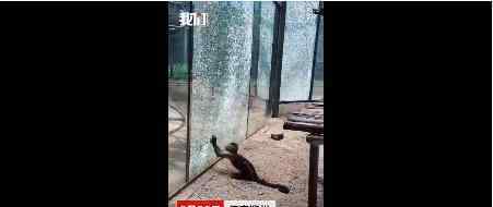 动物园猴子砸玻璃是什么情况?动物园：已没收作案工具