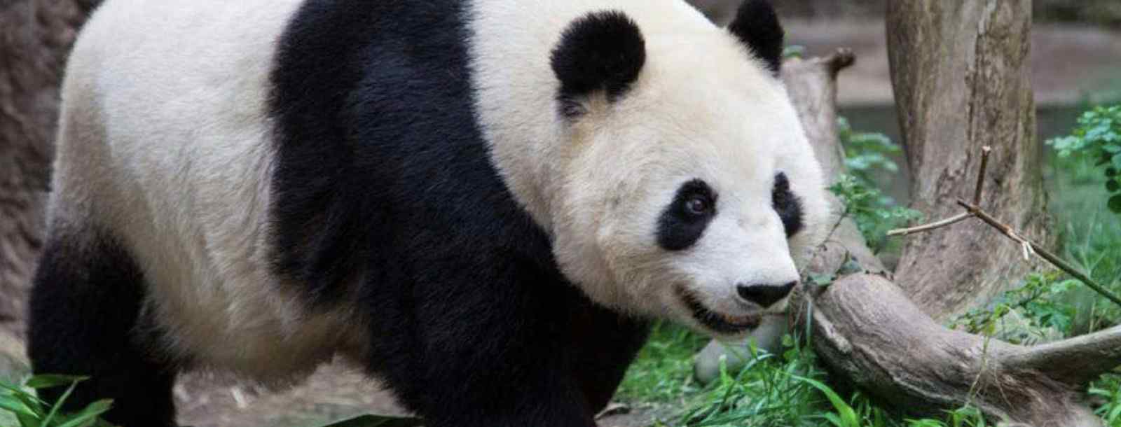 大熊猫的祖先是谁