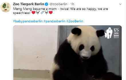 大熊猫梦梦诞下双胞胎 中德大熊猫国际首次合作?