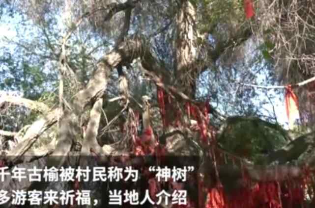 新疆千年古榆树多次枯死又再生 究竟是什么原因