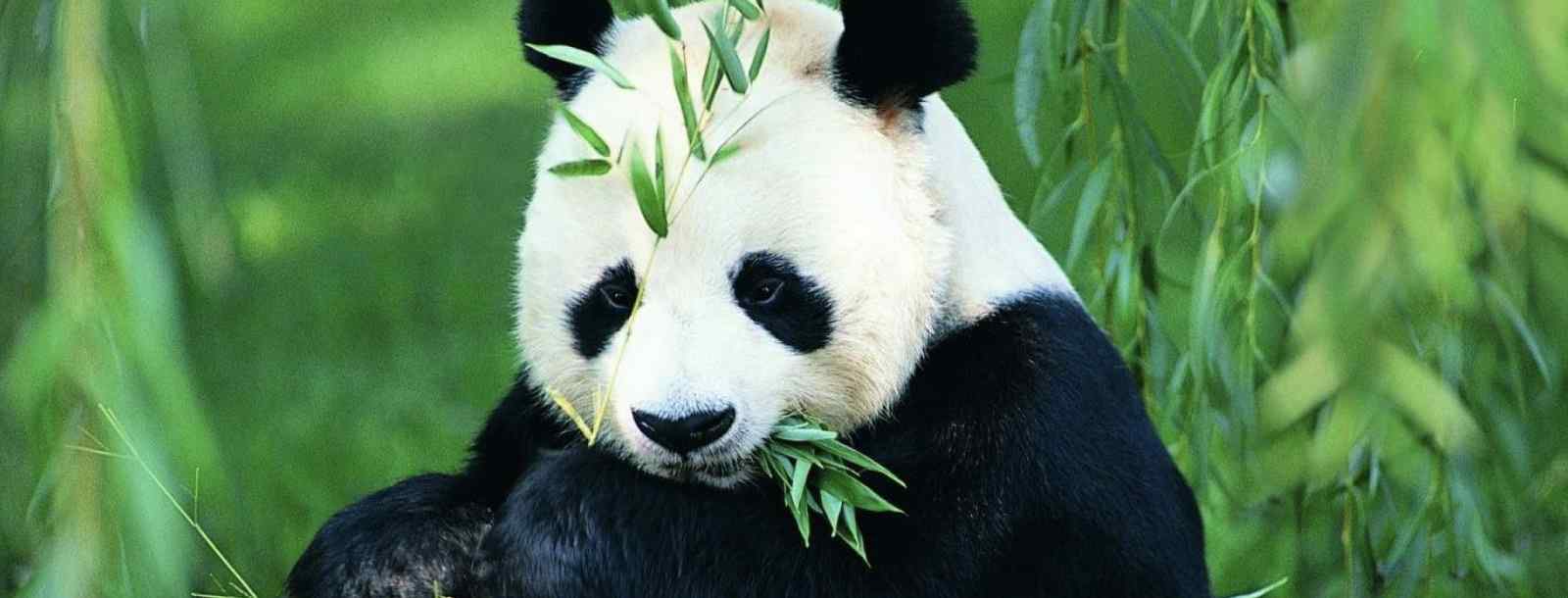 大熊猫的生活环境和方式特征