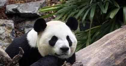 旅加大熊猫吃不到鲜竹将提前归国 为什么会提前归国