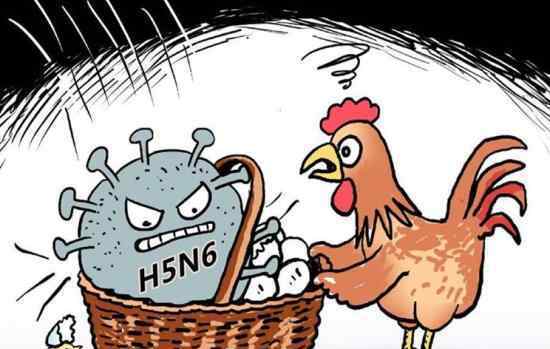 北京H5N6禽流感病例是什么情况?如何预防这种禽流感?