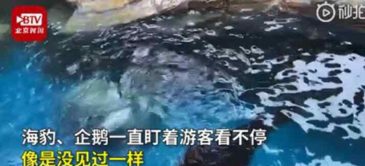 武汉海洋公园动物盯游客看不停 具体情况是怎么样