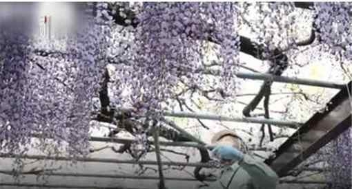 600岁巨型紫藤花被全部剪掉原因居然是因为这个