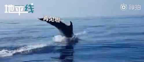 豚妈妈跃出水面道谢 渔民解救小海豚，惊现了暖心的一幕（图）