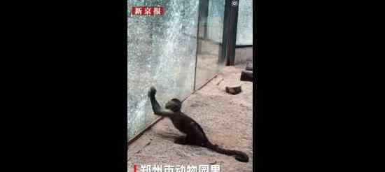 动物园猴子砸玻璃是怎么回事?为什么会砸玻璃?