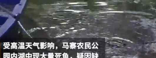 郑州高温致公园大量鱼死亡  什么原因