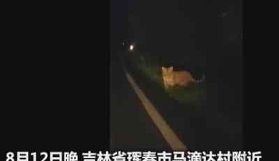 珲春拍到东北虎是什么情况东北虎有伤人吗
