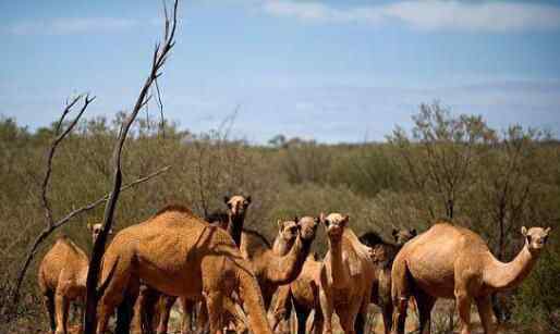 澳大利亚射杀骆驼 为什么引争议究竟是怎么回事