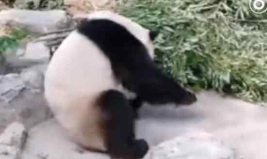 北京动物园回应游客砸熊猫 熊猫情况如何?