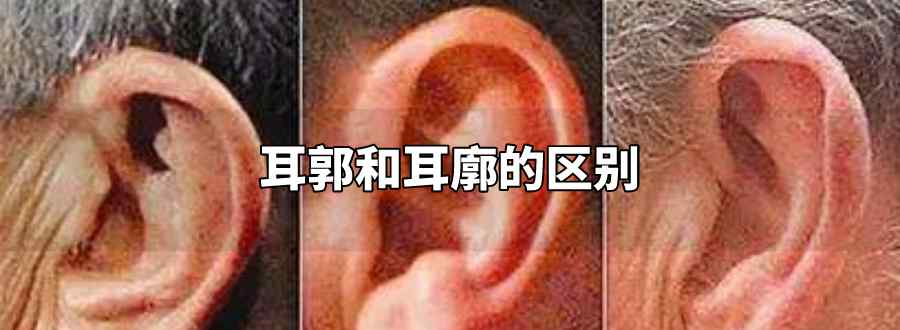 耳郭和耳廓的区别