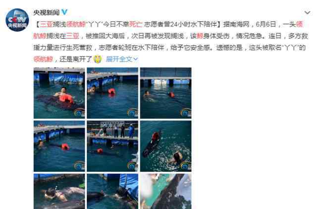三亚领航鲸死亡原因是什么什么时候死亡的