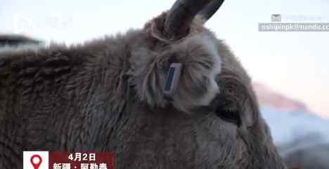 新疆牧民在家用北斗放牛 网友神吐槽：BBC连夜赶稿《侵犯牛权》