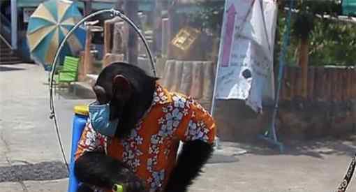 动物园让黑猩猩戴口罩骑手消毒具体是怎么回事事件始末原因曝光
