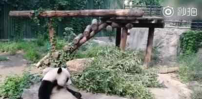 动物园熊猫被砸什么情况事件经过原委是什么