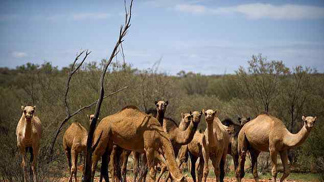 澳大利亚射杀骆驼 只怪它们喝水太多