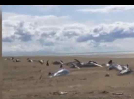 冰岛海滩现50具鲸鱼尸体 什么会有那么多的尸体