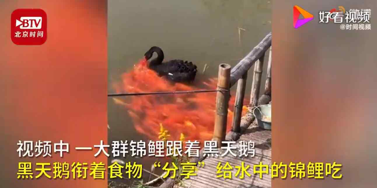 黑天鹅衔食喂锦鲤背后原因 事件详细经过！