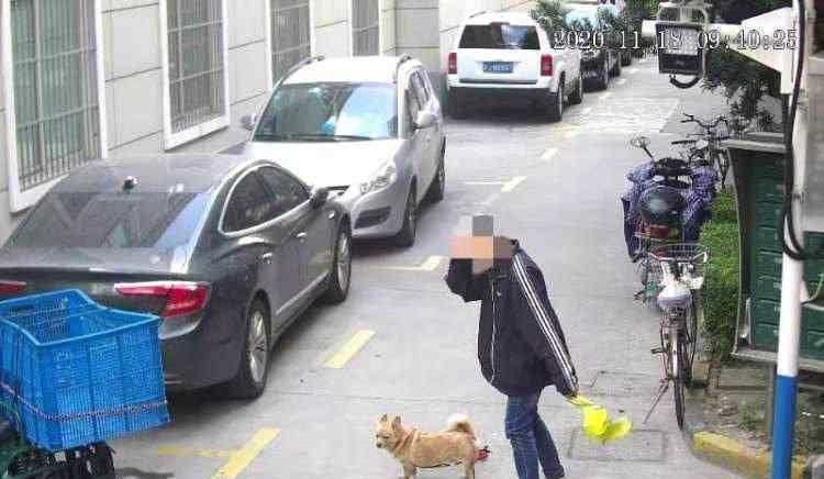 上海不牵绳遛狗将被抓拍处罚 事情的详情始末是怎么样了！