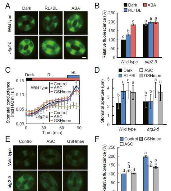 保卫细胞 PNAS | 植物通过细胞自噬来调控保卫细胞内活性氧的稳态,进而控制气孔的开放