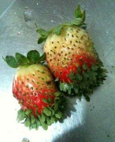 草莓发芽图片 发芽的草莓！你没有看错，这的确是那可爱的草莓！