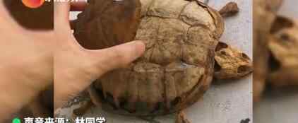 武汉大学生返校发现乌龟变龟壳 只剩下了骨架 画面曝光