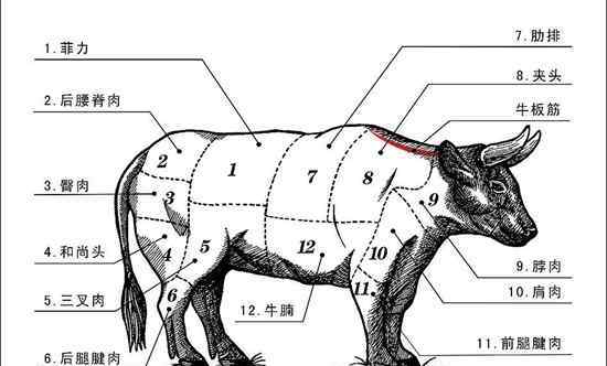 牛身上详细部位图 牛的生理结构与牛的生理解剖图