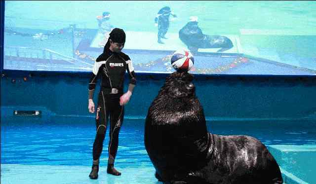 海狗 如何区分海豹、海狮、海狗、海象和海牛？