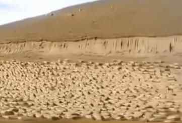 蒙古国赠送中国的30000只羊已浩浩荡荡赶往口岸?真相来了造谣真相太气人