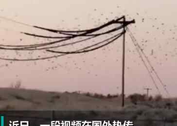 成群鸟儿绕着高压电线飞 下一秒发生的事让人心惊原因实在令人心惊肉跳