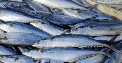 安康鱼价格 老渔民推荐5种鱼，目前无人工养殖，都是纯野生，价格不贵放心吃