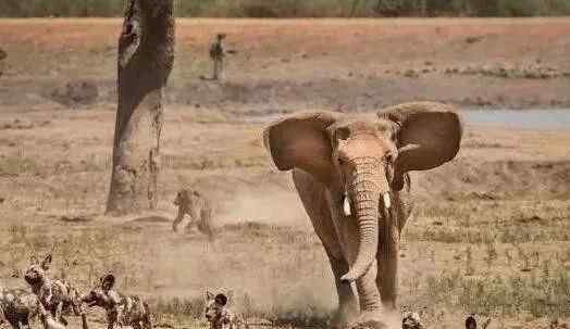 野狗群攻击大象幼崽 工作人员连忙追上拍下罕见瞬间背后真相让人惊愕