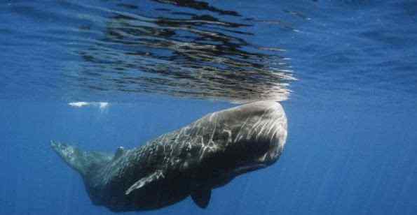 一幅深海一万米长图 深海一万米下的动物有多恐怖？