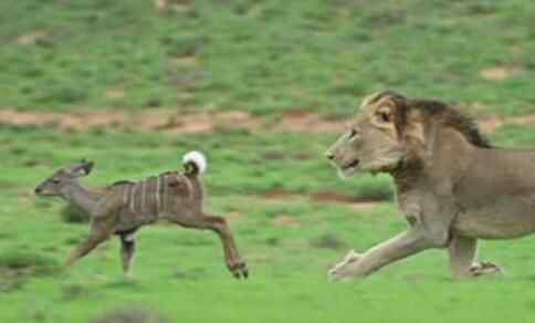 两只狮子追赶小羚羊将其抓住 接下来发生的事令人意外究竟是怎么回事？