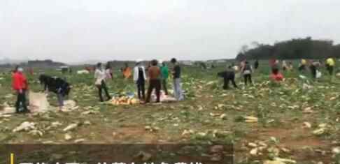 近日,广西柳州一片80亩的萝卜地遭市民哄抢,现场惨不忍睹,种植户损失20多万,背