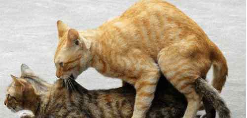 猫的生殖器 猫咪交配时是什么样子