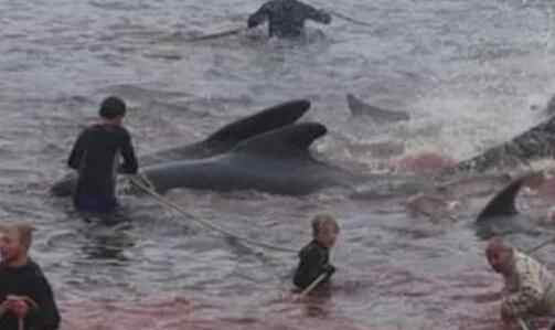 丹麦法罗群岛数百鲸鱼和海豚被捕杀 为什么捕杀什么原因？