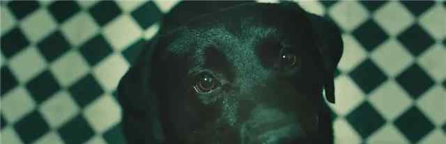 孙红雷演过的电影 8年前，孙红雷主演的这部犯罪片，全片唯一有名字的是条“狗”