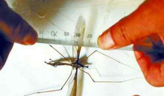 最大的蚊子 世界上最大的蚊子身长11公分！这蚊子就是华丽巨