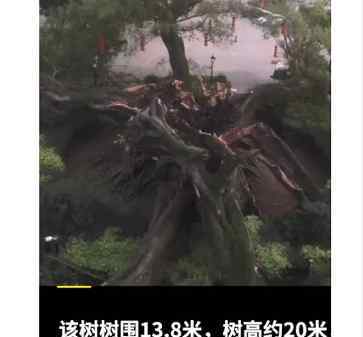 广东1100多岁古榕树倒塌 究竟是怎么回事?