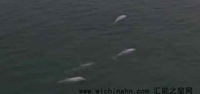 广东南澳岛现5只粉色海豚 究竟发生了什么