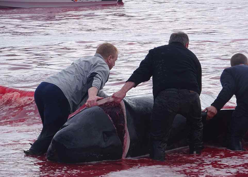 北欧村庄集体屠杀180只鲸鱼