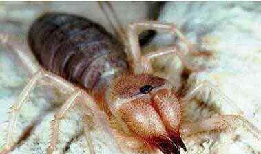 巴西游走蛛 世界上毒性最强的蜘蛛，咬一口直接丧命