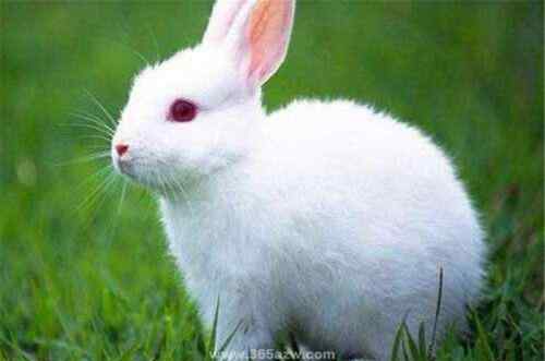 生肖兔一生的克星是谁 属兔的五大贵人